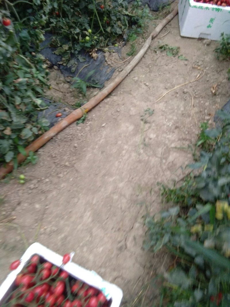 千禧玲珑小番茄红黄青颜色都有不常看一亩田直接电联