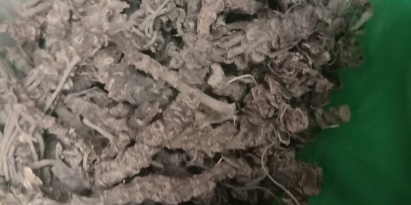 颉草根光缬草根无毛须马蹄香根蜘蛛香
