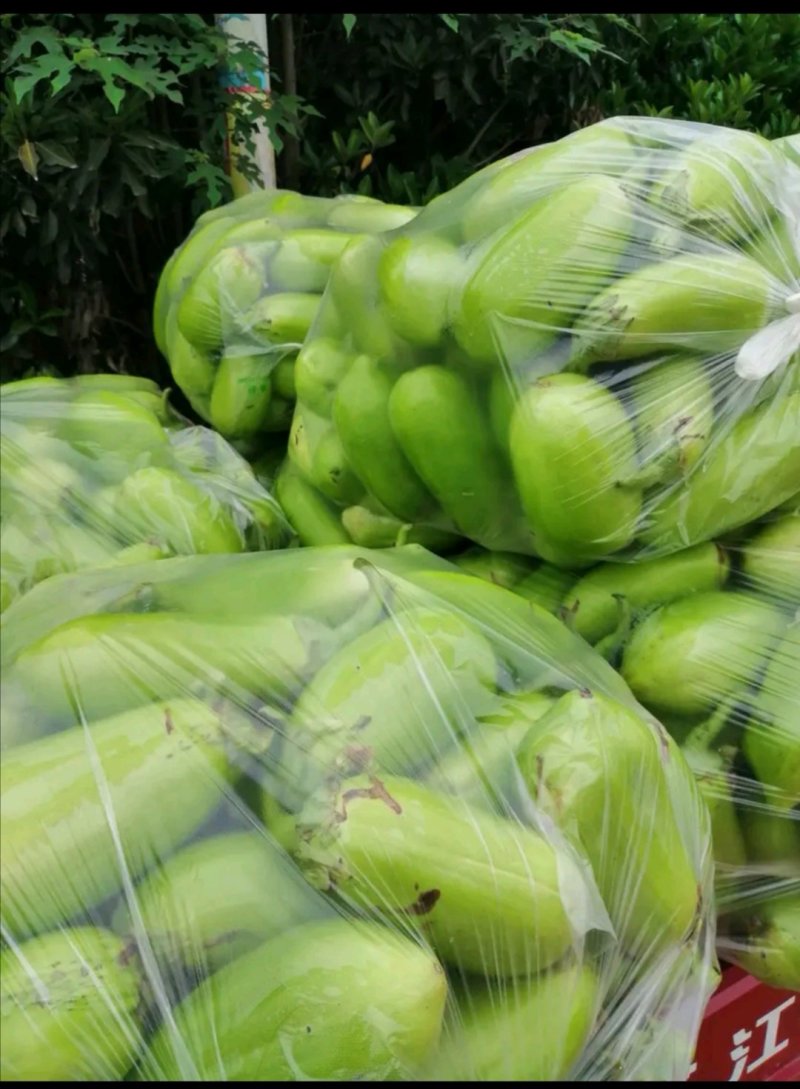 河南内黄青茄子，亮度好，个头大，一手货源，货量大