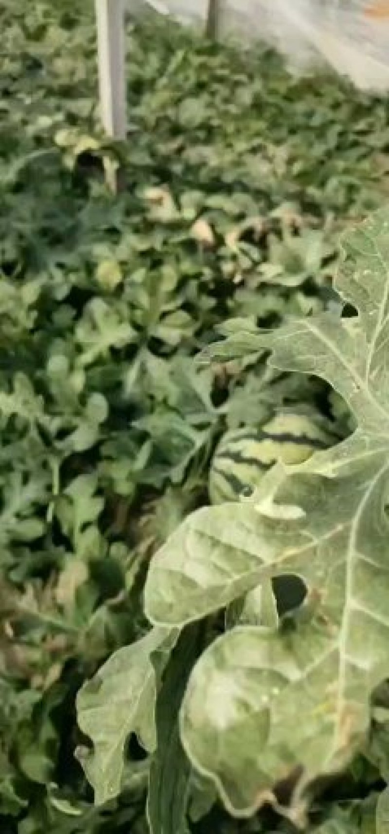辽宁盘山凌海两地《安生康庄》西瓜大量上市