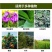 蜗螺净杀虫剂6%四聚乙醛颗粒剂蜗牛200g