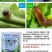 蜗螺净杀虫剂6%四聚乙醛颗粒剂蜗牛200g