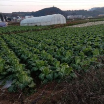 欢迎各位老板大量上市中