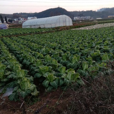 欢迎各位老板大量上市中