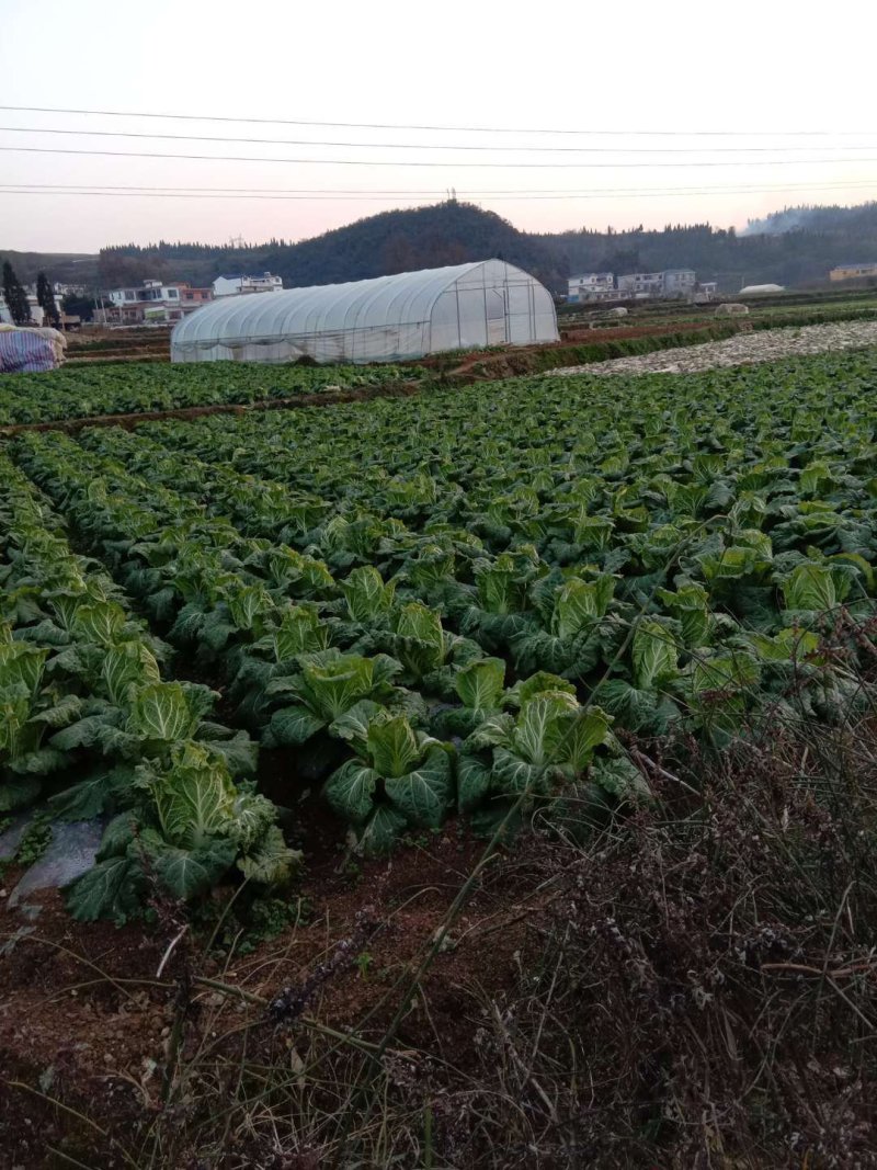 欢迎各位老板大量上市中