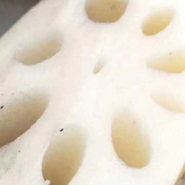 精品莲藕，湖北千亩藕塘，产地直销，多年专业代办，实力供货