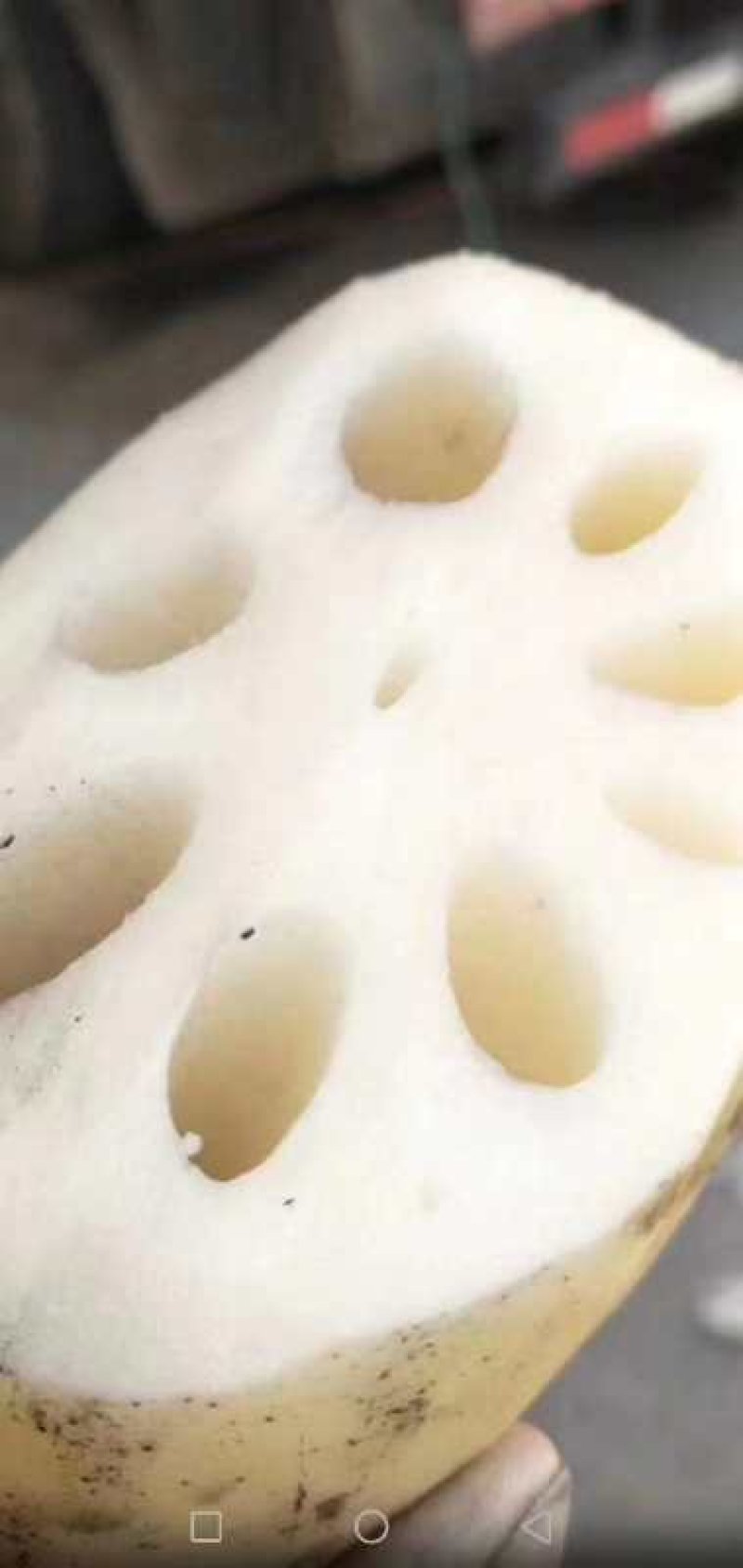 精品莲藕，湖北千亩藕塘，产地直销，多年专业代办，实力供货