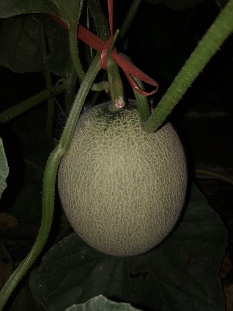 鲁厚甜网纹瓜