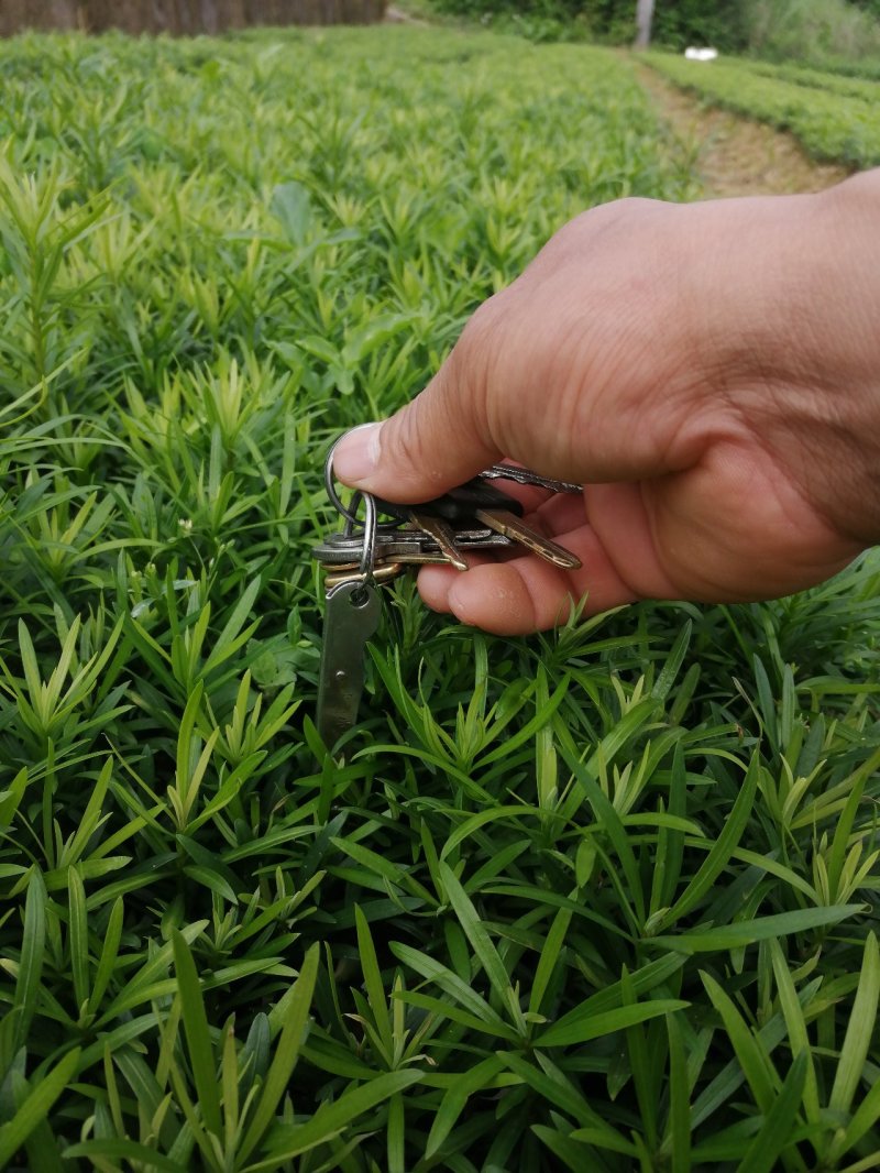 罗汉松苗，中叶小苗，芽苗，罗汉松地苗，大小苗