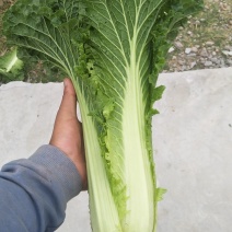 秋绿菜麻叶青，🥬露天菜山地麻叶青.....