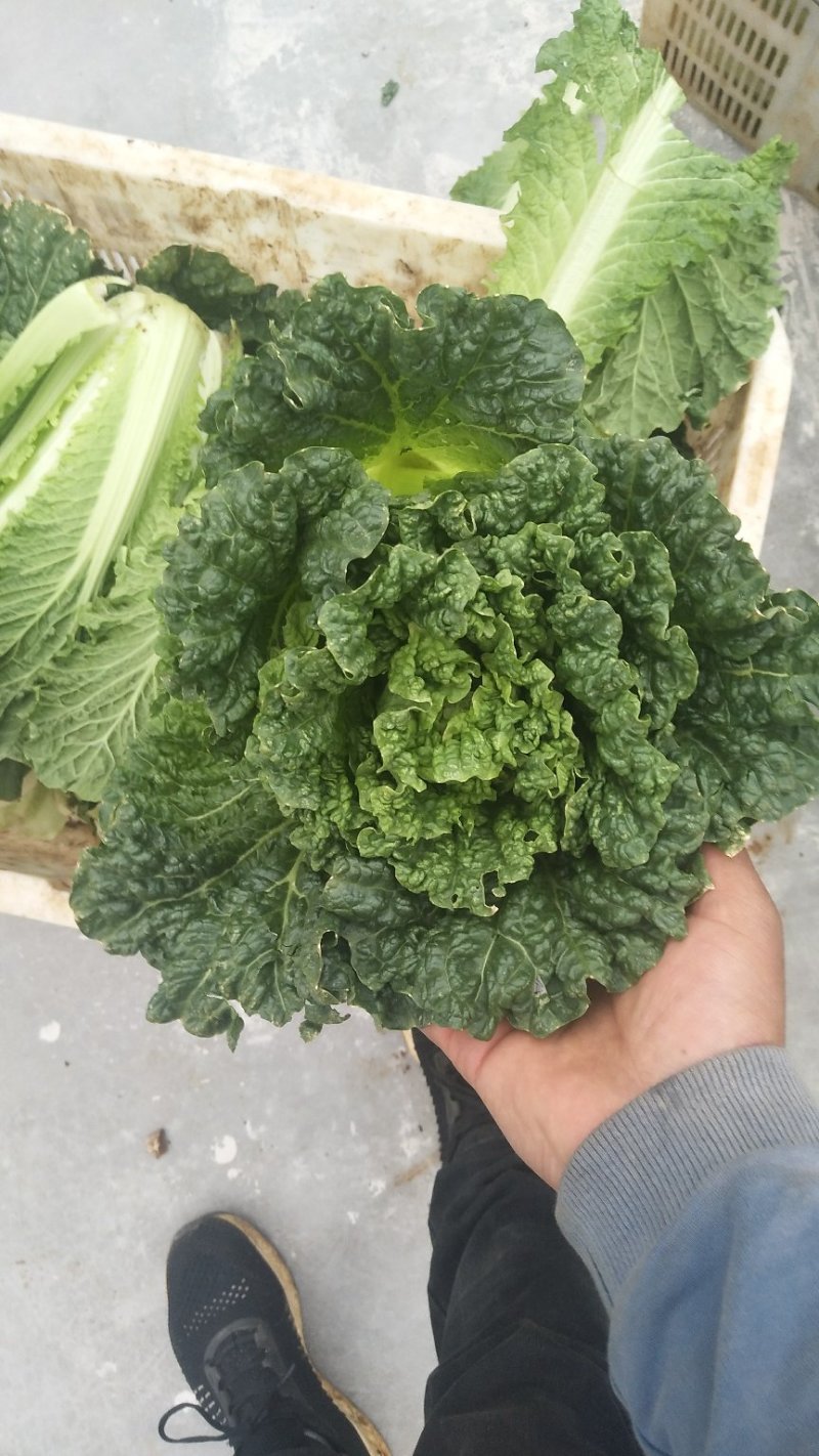 秋绿菜麻叶青，🥬露天菜山地麻叶青.....