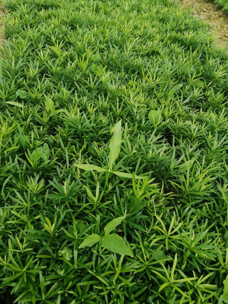 罗汉松苗，中叶小苗，芽苗，罗汉松地苗，大小苗