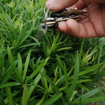 罗汉松苗，中叶小苗，芽苗，罗汉松地苗，大小苗