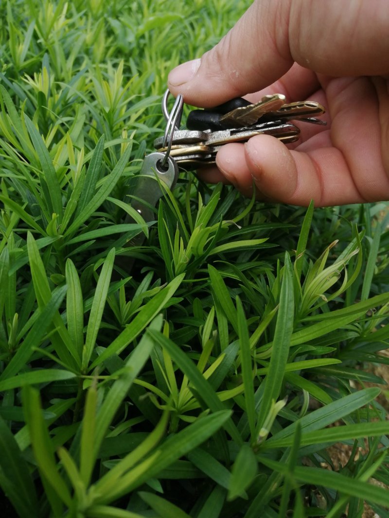 罗汉松苗，中叶小苗，芽苗，罗汉松地苗，大小苗