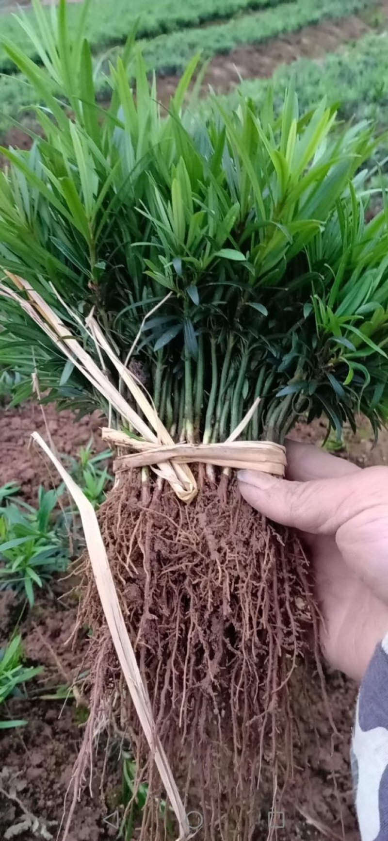 罗汉松苗，中叶小苗，芽苗，罗汉松地苗，大小苗