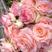 园林花卉灌木玫瑰花卡罗拉.红双喜