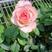 园林花卉灌木玫瑰花卡罗拉.红双喜