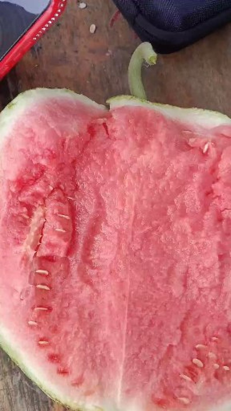 精品美都西瓜大量上市需要的客户来洽谈