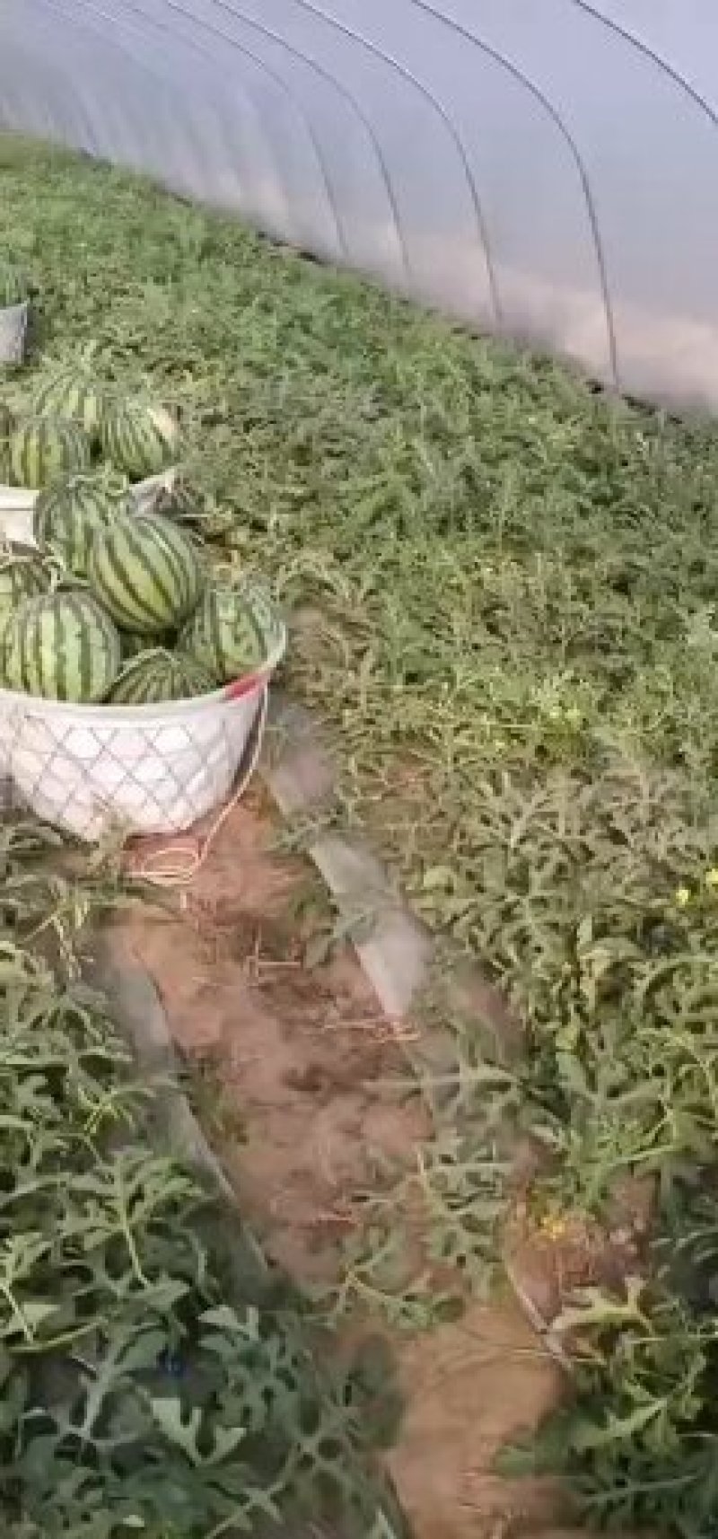 精品美都西瓜大量上市需要的客户来洽谈