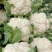 精品质优品像好白花菜花