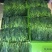 新茶安微太平猴魁手捏双枝猴魁兰花香型绿茶支持线上保障交易