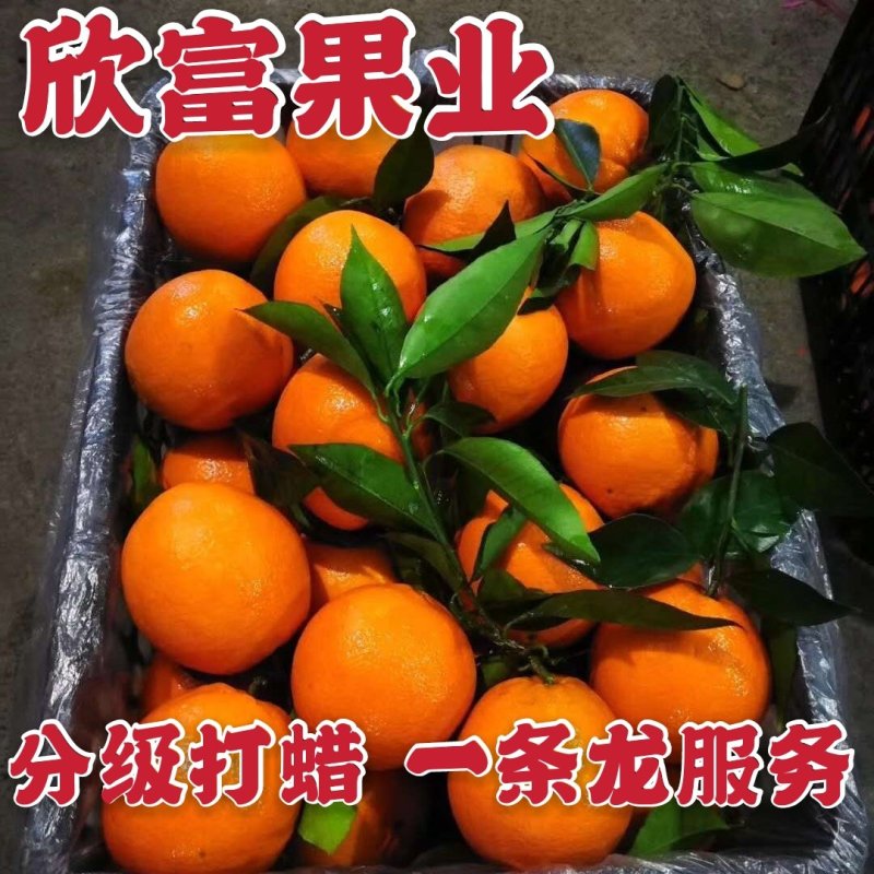 湖北秭归脐橙纽荷尔脐橙产地直供果园鲜果现货