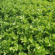 大量出售芹菜，全年这个季节有货，都在55公分以上