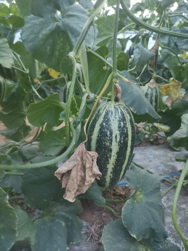 星甜24/博洋9，陕西商超直供，肉厚糖分高，包熟度…