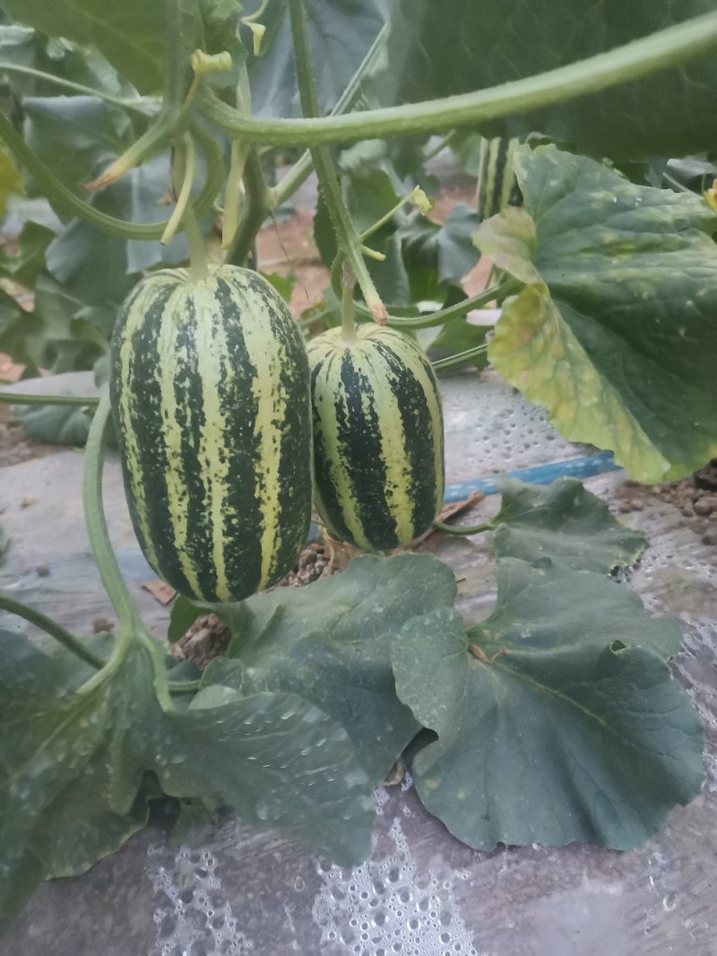 星甜24/博洋9，陕西商超直供，肉厚糖分高，包熟度…