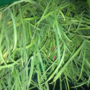 山东优资蒜薹