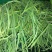 山东优资蒜薹