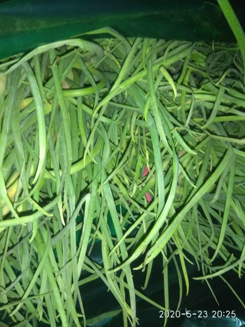 山东优资蒜薹