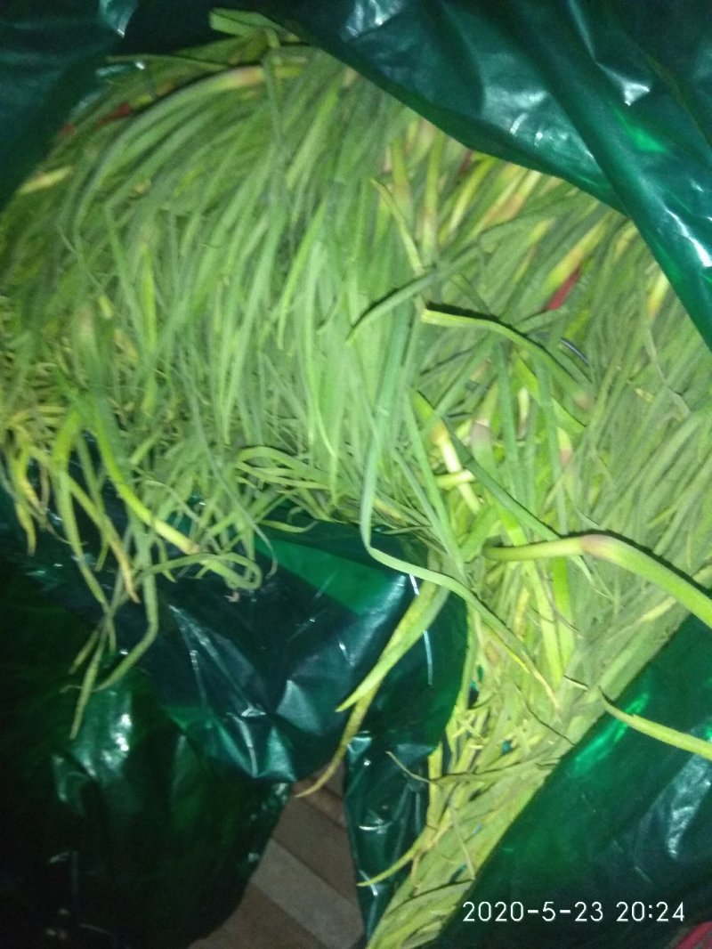 山东优资蒜薹