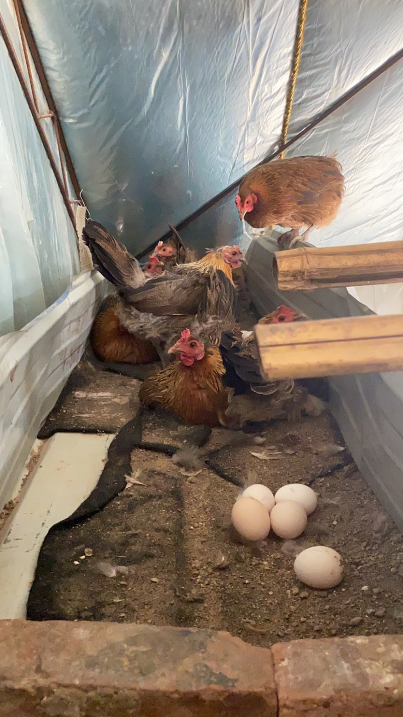绿色散养原生态土鸡蛋真正的粮食蔬菜喂养