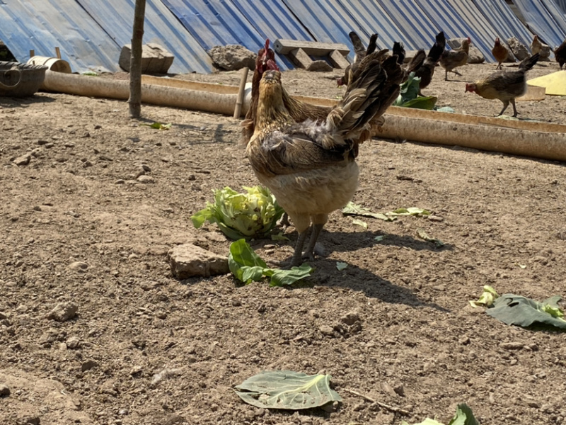 绿色散养原生态土鸡蛋真正的粮食蔬菜喂养