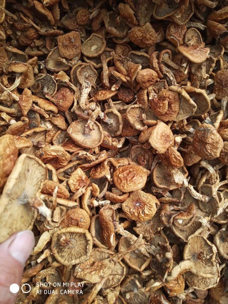 （包邮）滑子菇产地直销菇农种植，价格便宜