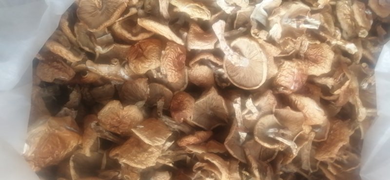 （包邮）滑子菇产地直销菇农种植，价格便宜