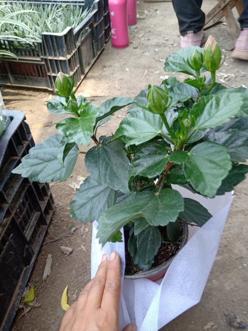 扶桑牡丹，基地直销，质量保证，规格齐全，量大
