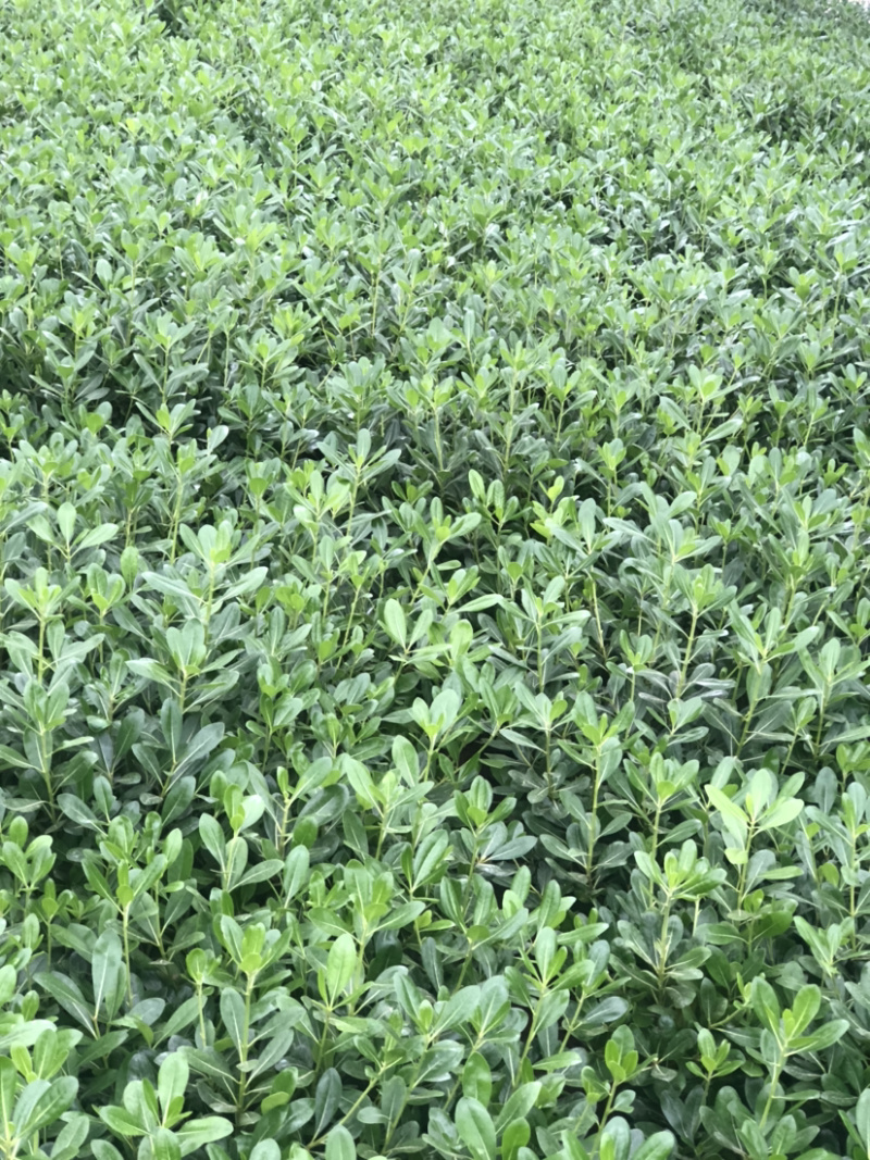 种海桐