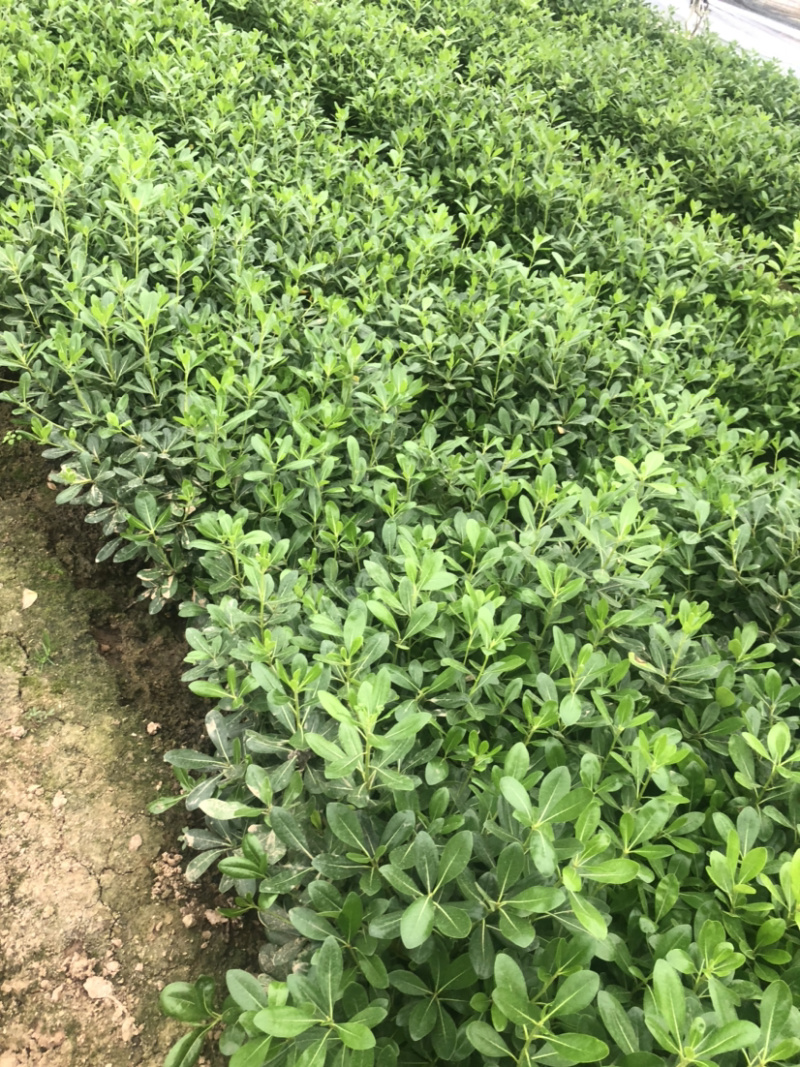 种海桐