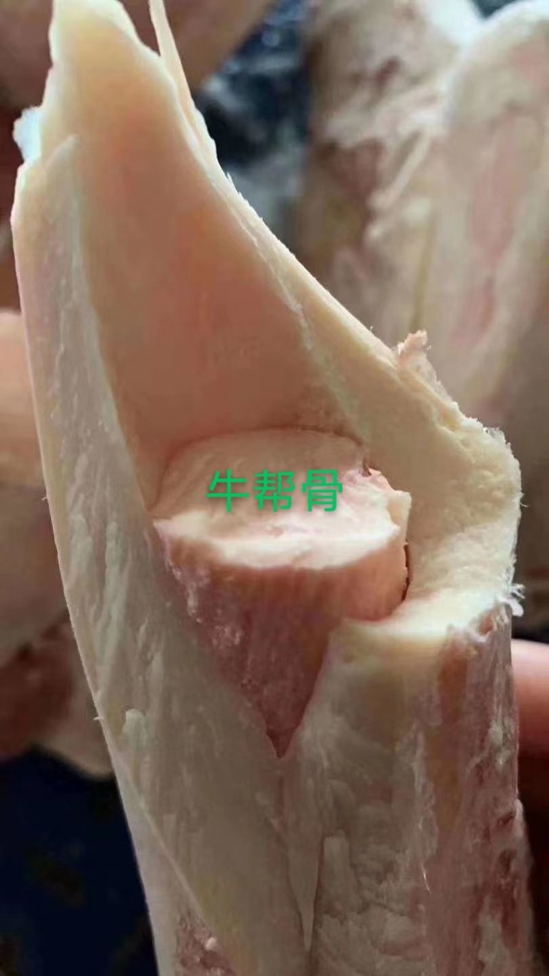 牛棒骨，熬汤纯园牛棒骨2.6元一斤价格低量大从优
