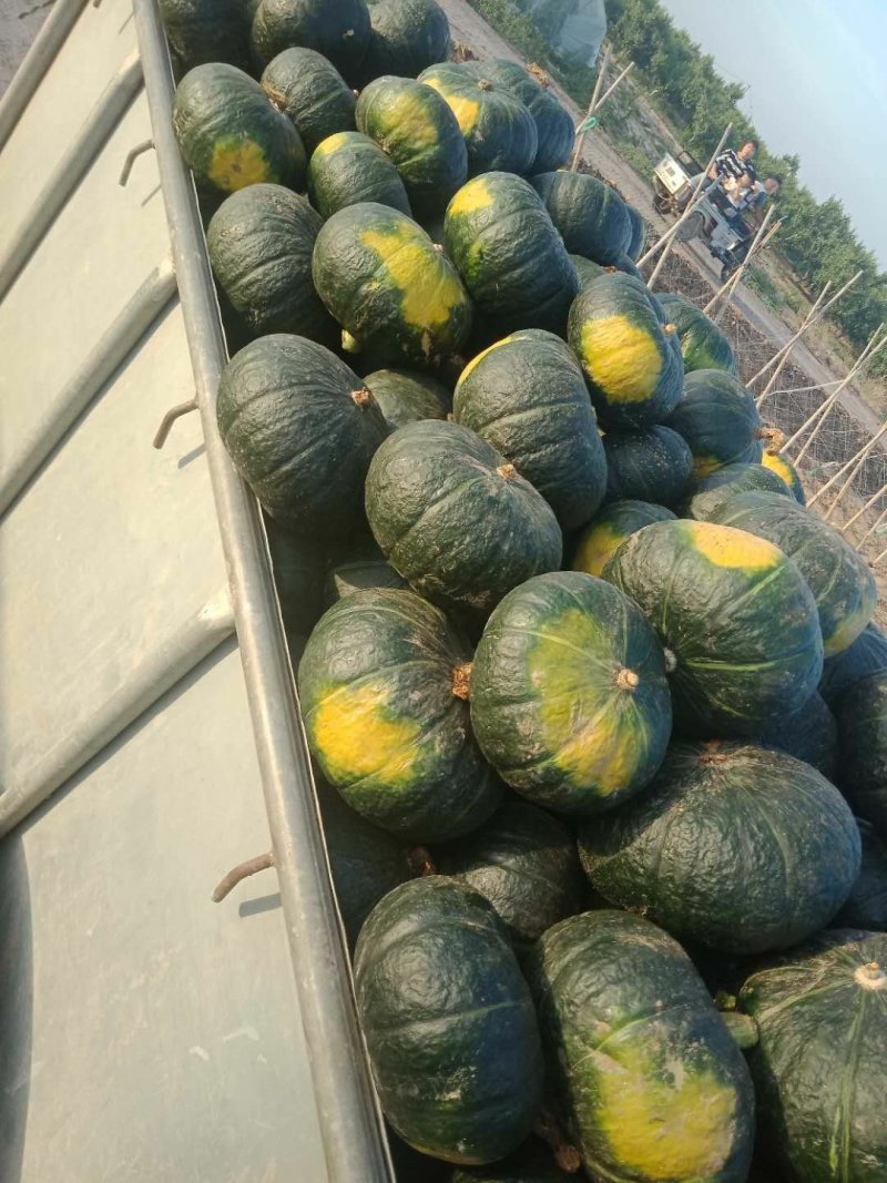 精品黑皮《板栗南瓜》现以大量上市，可代发全国！