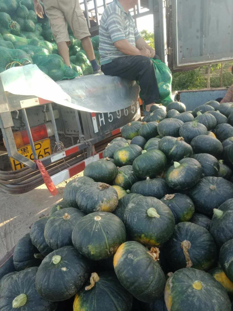 精品黑皮《板栗南瓜》现以大量上市，可代发全国！