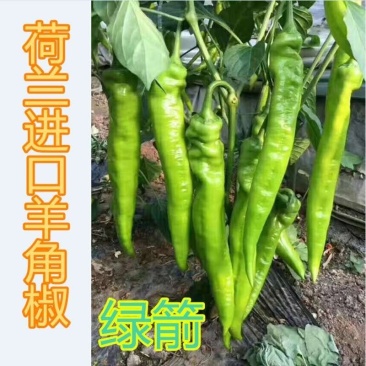 绿箭大果尖椒羊角椒种子黄皮尖椒高产大果