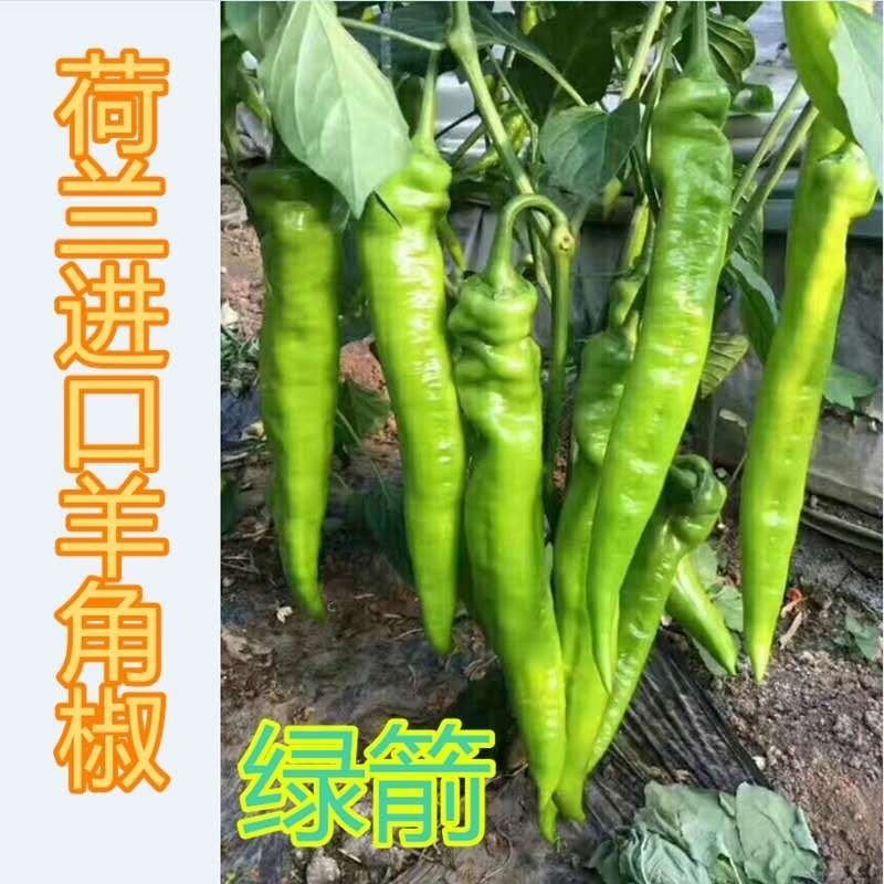 绿箭大果尖椒羊角椒种子黄皮尖椒高产大果