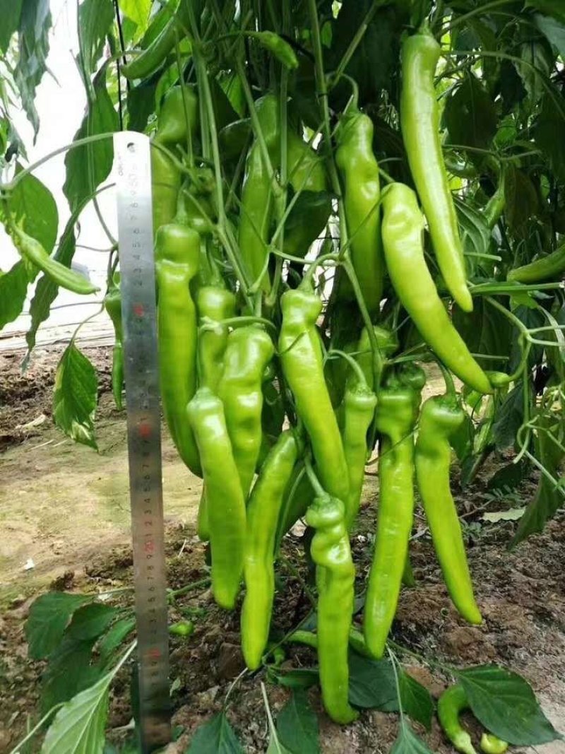 绿箭大果尖椒羊角椒种子黄皮尖椒高产大果