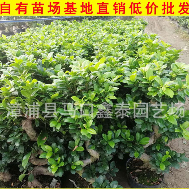 S弯榕树高度40-100多品种S弯榕树库存大量