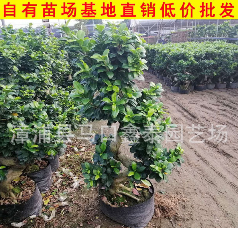 S弯榕树高度40-100多品种S弯榕树库存大量