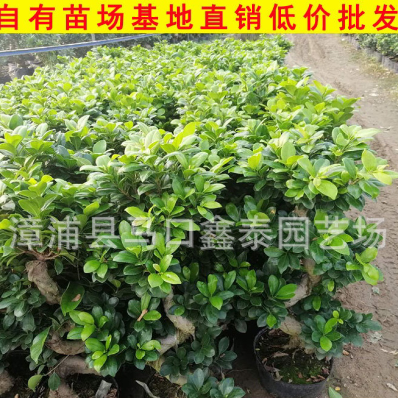 S弯榕树高度40-100多品种S弯榕树库存大量