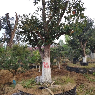 柿子树，柿子树产地，占地柿子树成活率高，质量保证质优价廉